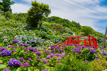 いこいの里園の紫陽花の風景（鹿屋市）