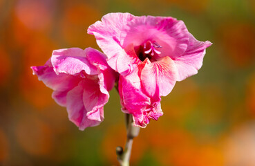 Sticker - Pink iris flowers in nature