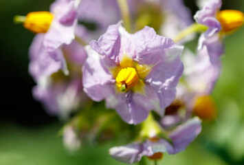 Poster - Close-up of a pink flower on a potato