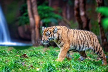 Wall Mural - tiger cub in the wild. baby animal in green grass on waterfall background