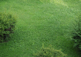 Poster - green meadow background