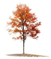 Sticker - PNG Tree autumn plant maple.