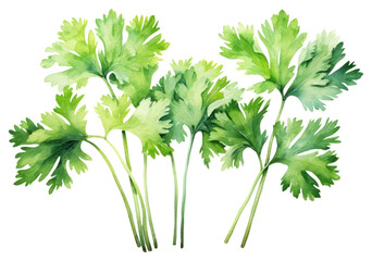 Sticker - PNG Parsley herbs plant coriander.