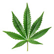 © Gucks - green cannabis leaf isolated