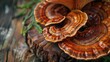 © Gucks - Reishi mushroom, health mushroom concept banner