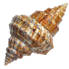 Canvas Print - Top view of a single auger shell isolated on a white transparent background