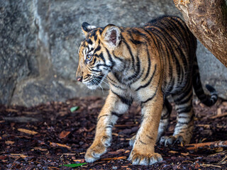 Wall Mural - Tiger