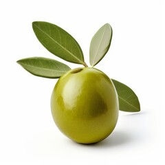 A european-olive plant on white background.