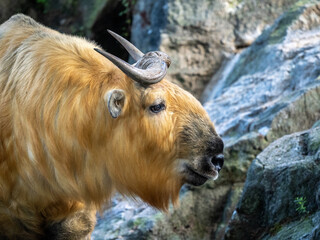 Wall Mural - Sichuan-Takin