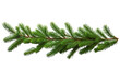 © Usama - A Sprig of Evergreen in the Midst of Winter on a White or Clear Surface PNG Transparent Background.