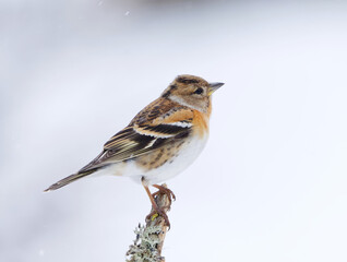 Wall Mural - Brambling (Fringilla montifringilla) female in snowfall perched on a branch in early spring.