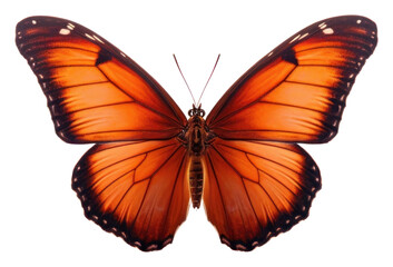 Sticker - PNG Butterfly animal insect white background.