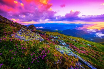 Wall Mural - summer blooming pink rhododendrons flowers on background mountains, Carpathian mountains, Chornogora (Chornohora) ridge< Ukraine, Europe