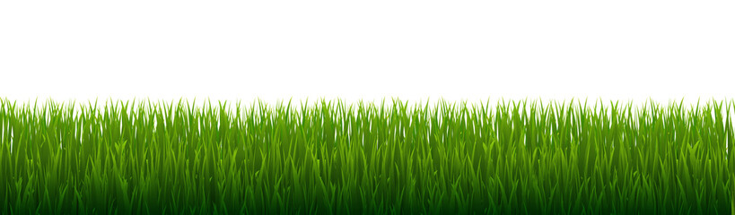 Wall Mural - Green Grass And Isolated White Background