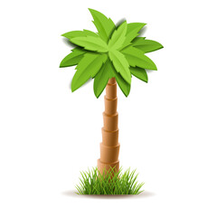 Wall Mural - Palm Tree With Isolated White Background