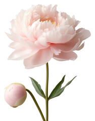 Sticker - PNG Peony peony volleyball carnation.