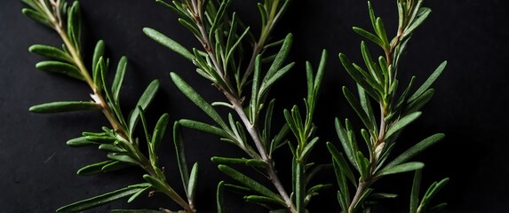 Wall Mural - rosemary leaves on plain black background for banner with copy space