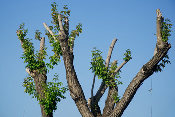 An example of radical pruning of the crowns of mature deciduous trees. Cropped tree crown against a blue sky. Photo