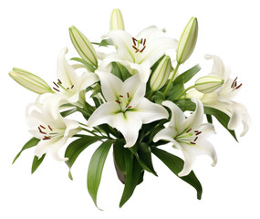 Sticker - PNG Flower plant lily inflorescence.