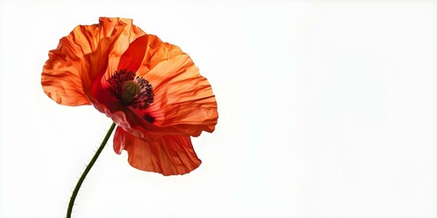 Wall Mural - Red Poppy Closeup on White Background Ideal for Garment or Notebook Printing. Concept Floral Photography, Red Poppy, Closeup Shots, White Background, Print Design