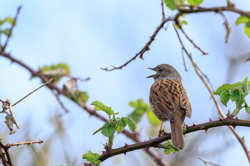 Wall Mural - Dunnock Prunella modularis bird singing during Springtime