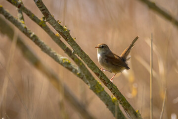 Wall Mural - Cetti's warbler, cettia cetti, bird singing and perched