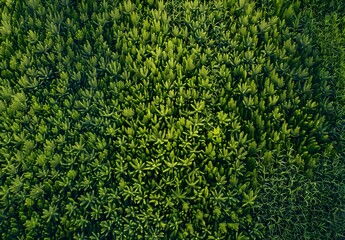 Aerial View of Lush Green Field Texture