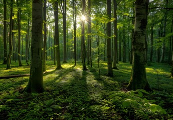 Wall Mural - Sunbeams Through Spring Forest Canopy