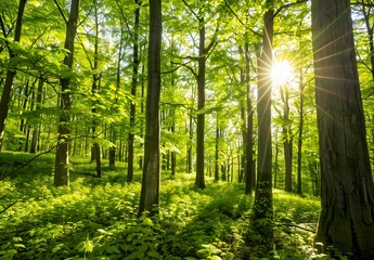 Wall Mural - sunlight through spring forest trees