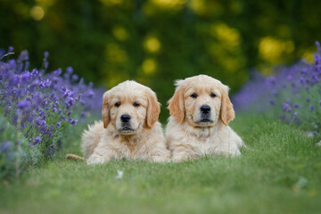 Wall Mural - dog small puppy golden retriever labrador in a field of lavender flowers in the summer evening at sunset