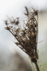 brown twig autumn plant thin twigs many