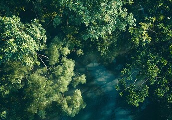 Sticker - Aerial View of Lush Green Canopy Over Water