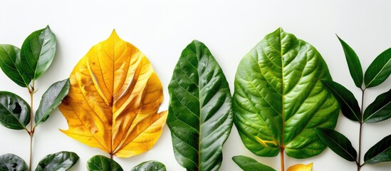 Poster - Green and yellow leaves set on a white backdrop for use in background or interior design ideal for a copy space image