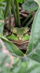 frog peeking out