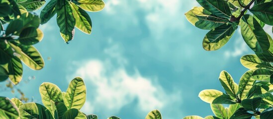 Poster - Green leaves from a garden against a backdrop of the sky create an image with copy space showcasing their role in producing oxygen as essential components of trees