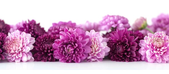 Poster - Close up of various shades of violet chrysanthemum blossoms on a white background with selective focus perfect for a copy space image