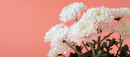 Poster - Pink background beautifully showcases white chrysanthemums with copy space image