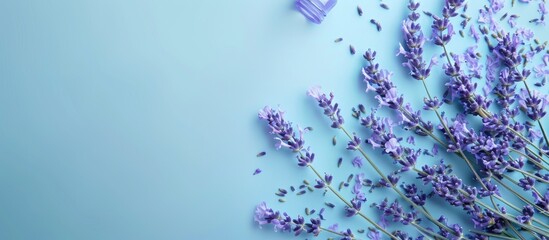 Poster - A top down view of lavender blossoms displayed against a soft blue backdrop ideal for aromatherapy and beauty themed copy space image
