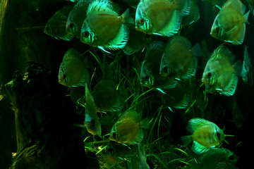 green fish in the aquarium lighting