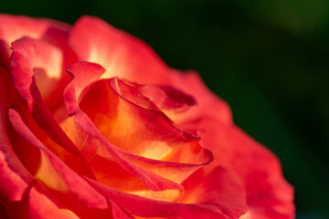 Wall Mural - close up of blooming red rose in the garden against green background. Selective focus