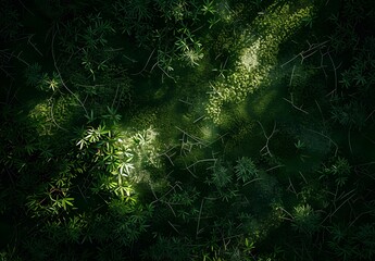 Wall Mural - mossy green grass texture, night shadows