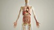 © OnuTH - Human Anatomy - Internal Organs.