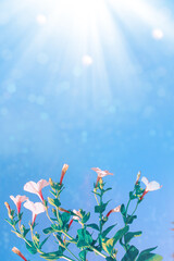 Wall Mural - bright petunia flowers on a background of the summer landscape.