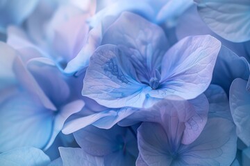 Sticker - Detailed view of periwinkle and sky blue flowers in bloom, Dreamy shades of periwinkle and sky blue melding together