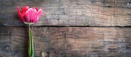 Poster - A pink tulip on a rustic table viewed from above with a clear area for additional content in the picture