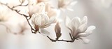 White spring background featuring a magnolia flower on a branch with a shallow depth of field to highlight the floral beauty ideal for copy space image