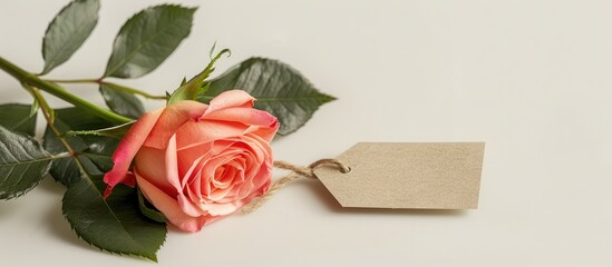 Poster - Rose with a tag on a blank backdrop for text as a copy space image