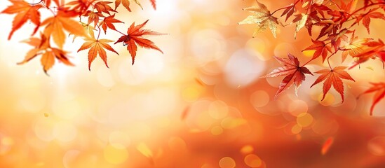 Poster - Maple tree leaves in vivid autumn hues with a blurred fall background offering copy space for text ideal for holiday themes Depicting the essence of fall and autumn season