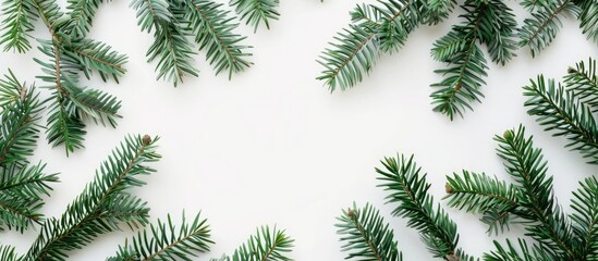 Poster - Top view of green fir branches creating a Christmas background on a white backdrop with a frame and copy space image