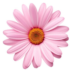 Wall Mural - PNG A pink mini daisy flower petal plant white.